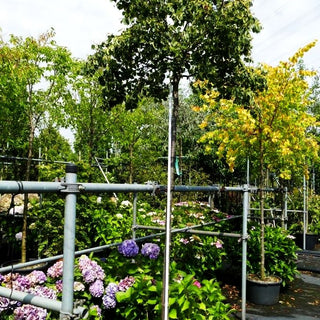 Kugelförmige Winter-Linde 'Green Globe' (Tilia cordata)
