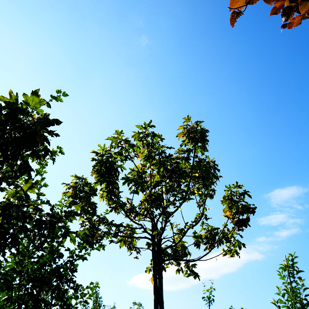 Kugelförmiger Feld-Ahorn 'Anny's Globe' (Acer campestre)