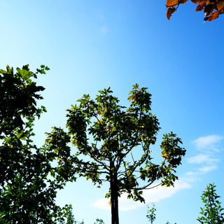Kugelförmiger Feld-Ahorn 'Anny's Globe' (Acer campestre)