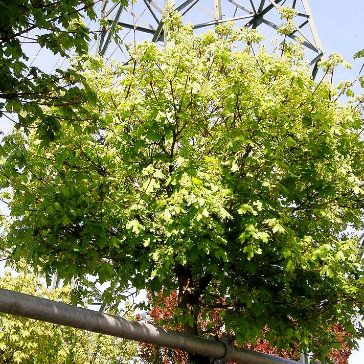 Kugelförmiger Feld-Ahorn 'Nanum' (Acer campestre)