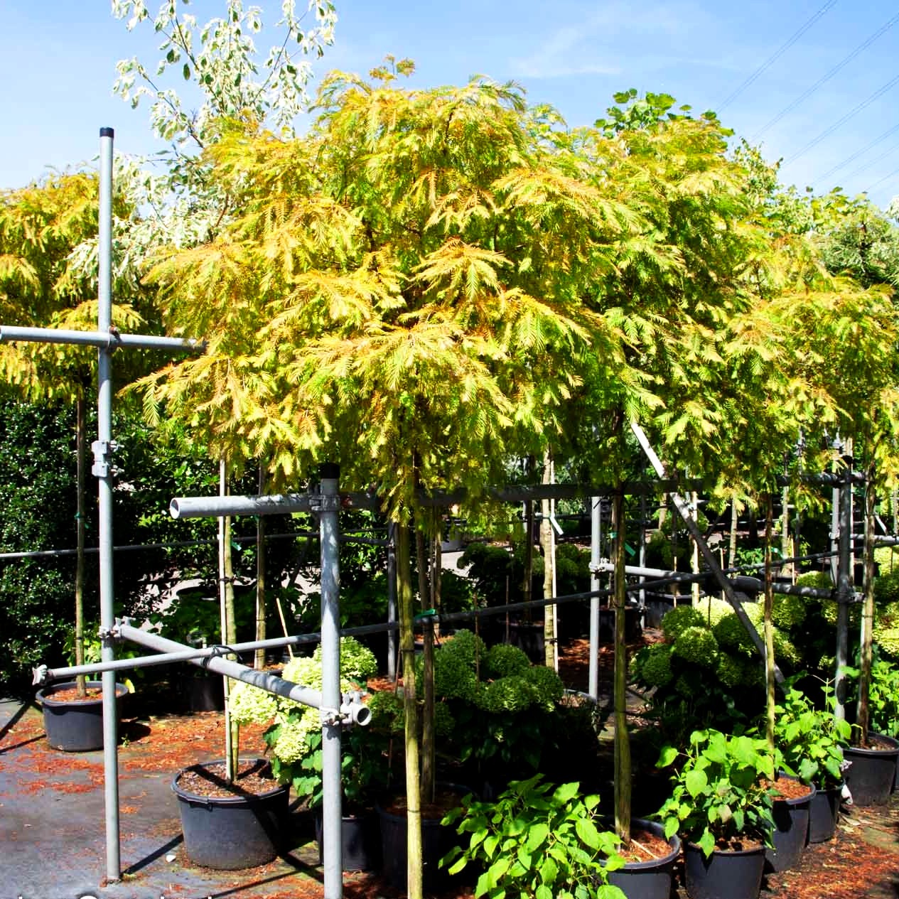 Kugelförmiger Urweltmammutbaum 'Matthaei' (Metasequoia glyptostroboides)