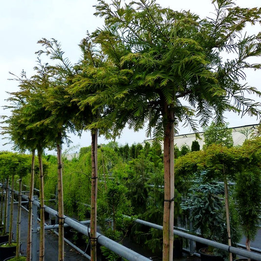 Kugelförmiger Urweltmammutbaum 'Matthaei' (Metasequoia glyptostroboides)
