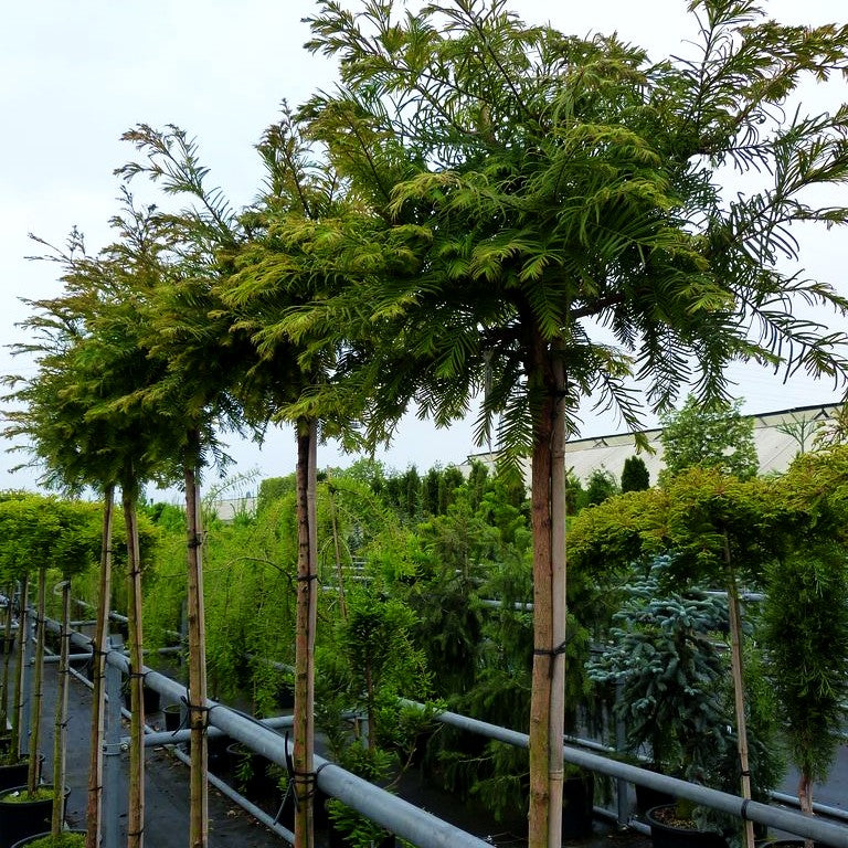 Kugelförmiger Urweltmammutbaum 'Matthaei' (Metasequoia glyptostroboides)