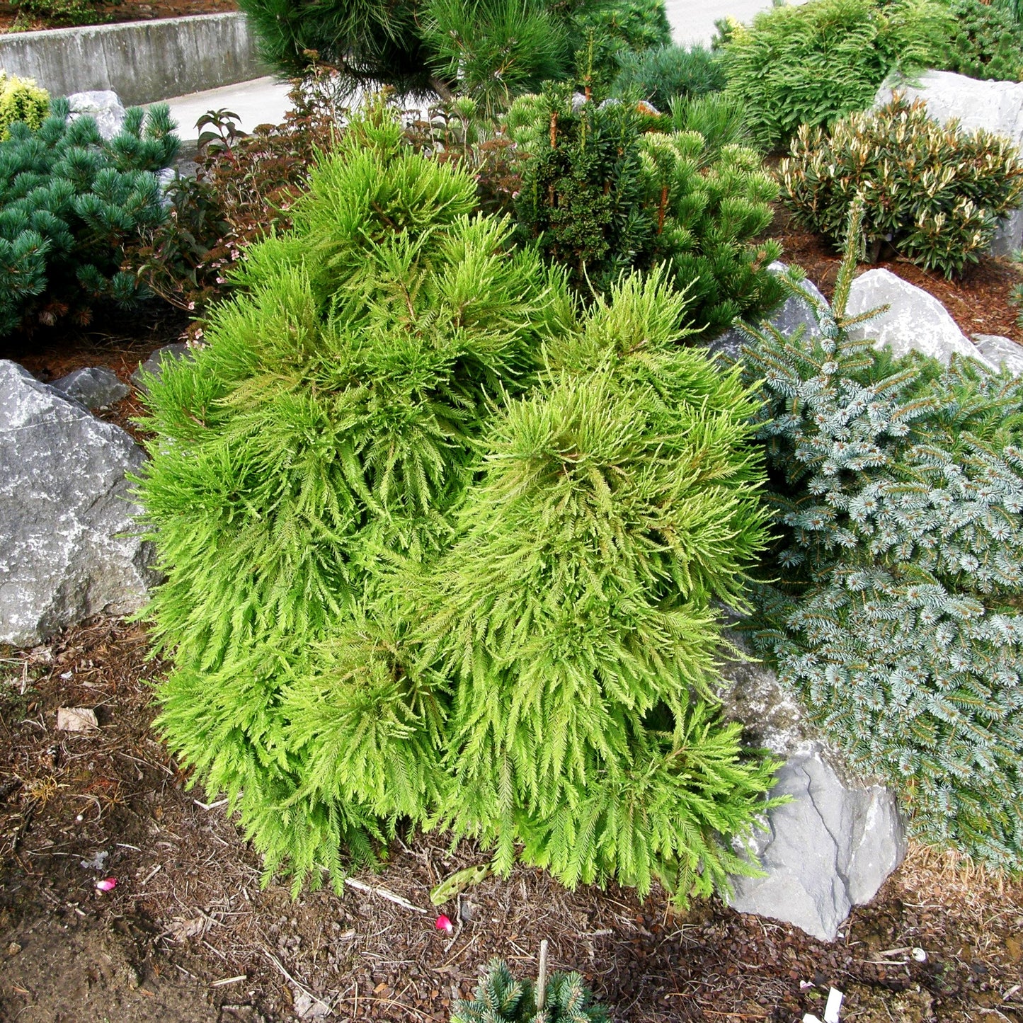 Kugelige Sumpfzypresse 'Cave Hill' (Taxodium distichum)