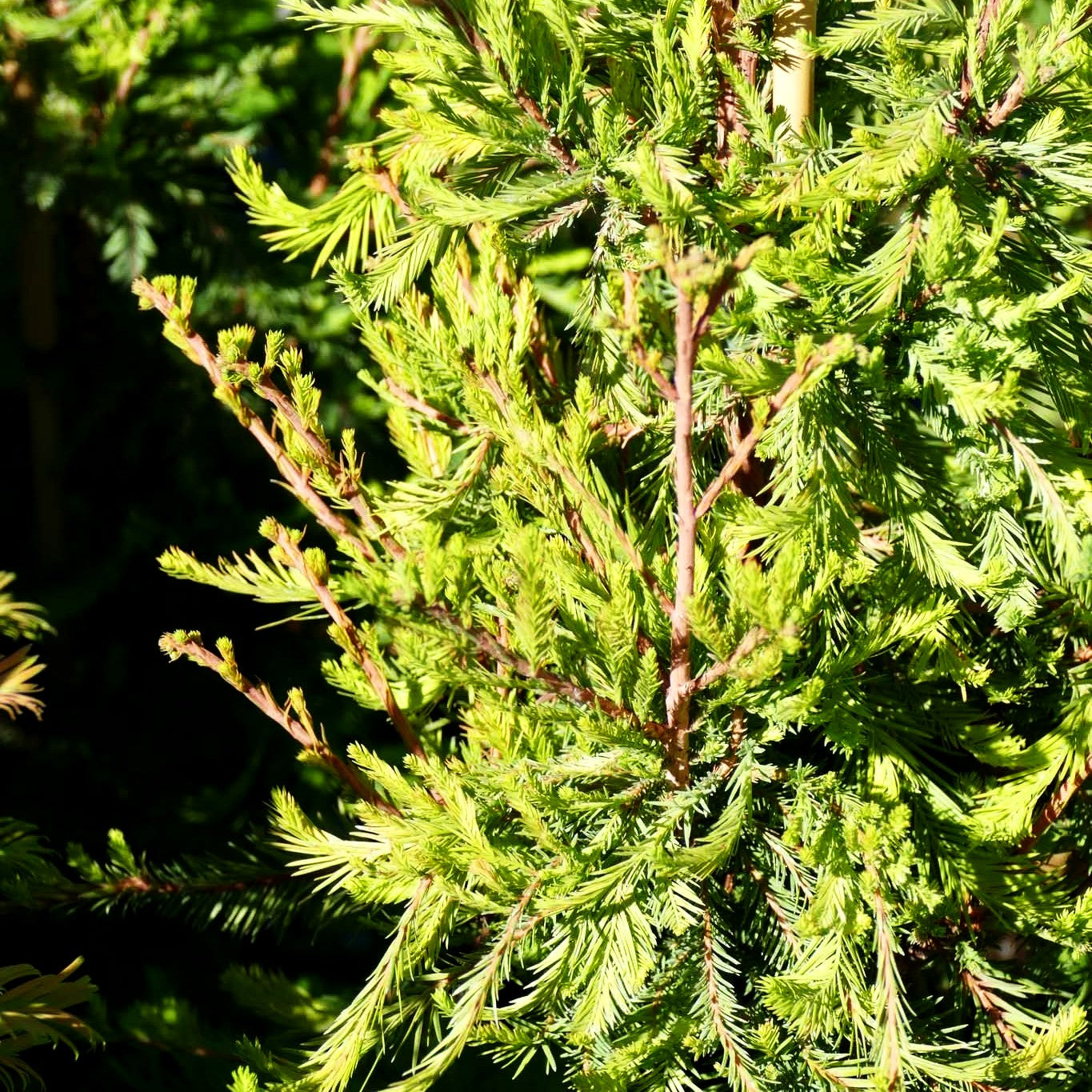 Kugelige Sumpfzypresse 'Cody's Feathers' (Taxodium distichum)