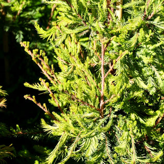 Kugelige Sumpfzypresse 'Cody's Feathers' (Taxodium distichum)