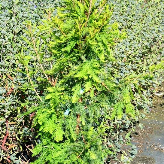Kugelige Sumpfzypresse 'Cody's Feathers' (Taxodium distichum)