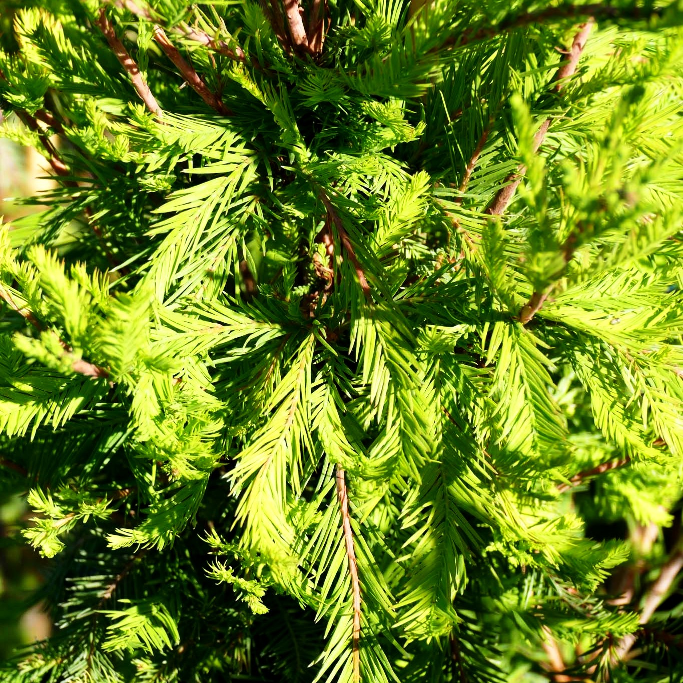 Kugelige Sumpfzypresse 'Cody's Feathers' (Taxodium distichum)