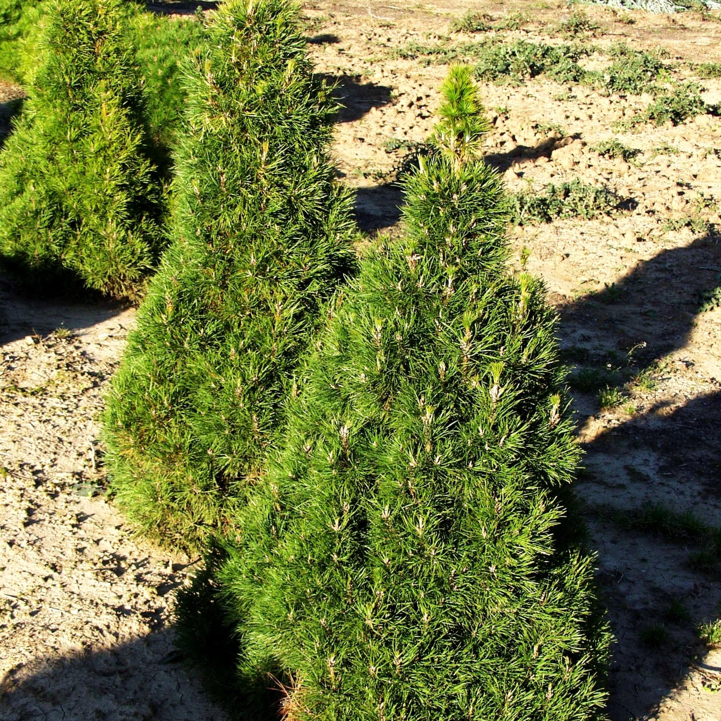 Kugelige Zwerg-Föhre 'Globosa Viridis' (Pinus sylvestris)