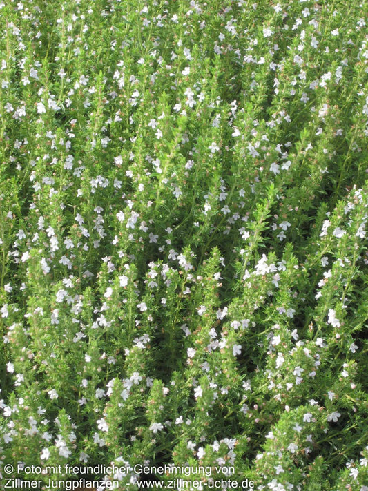 Kugeliges Berg-Bohnenkraut 'Aromakugel' (Satureja montana)