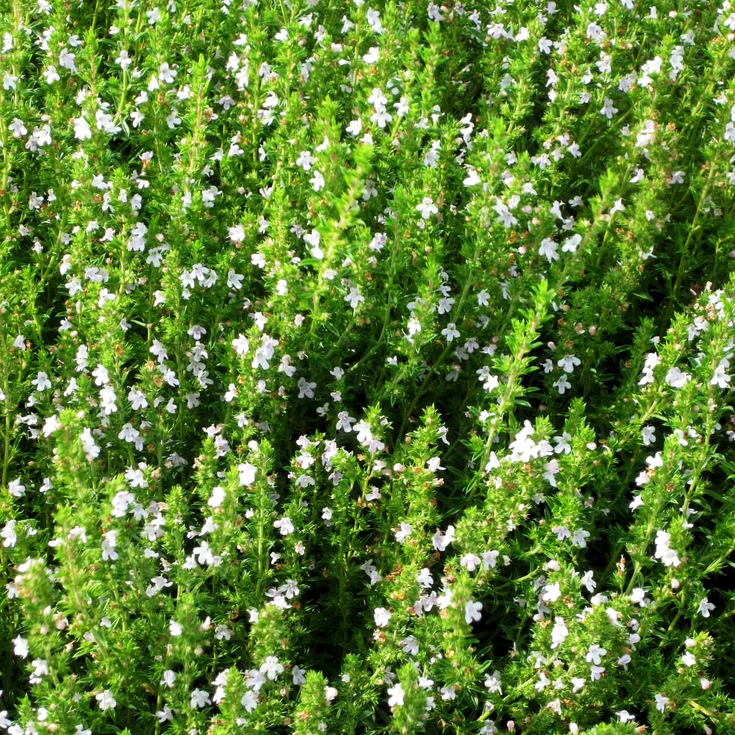 Kugeliges Berg-Bohnenkraut 'Aromakugel' (Satureja montana)