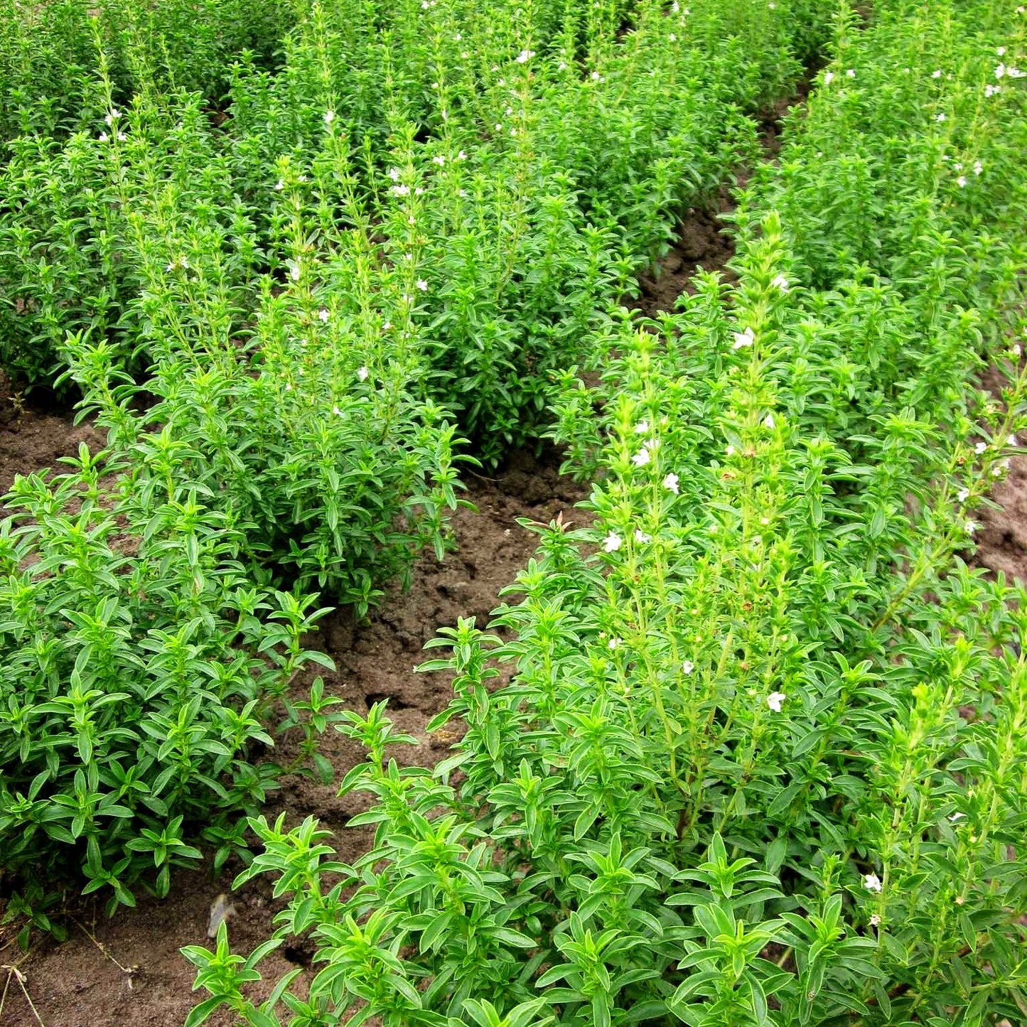 Kugeliges Berg-Bohnenkraut 'Aromakugel' (Satureja montana)