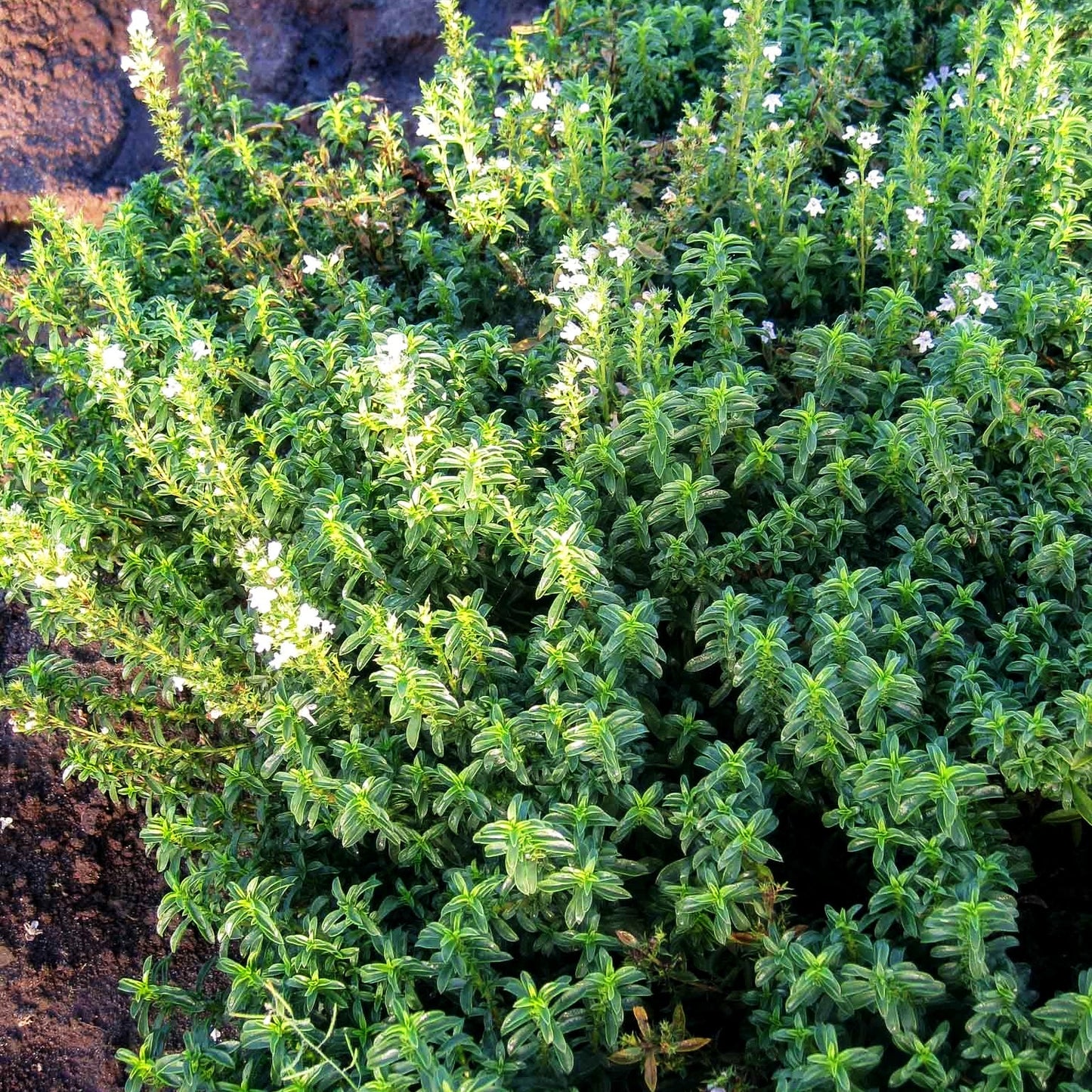 Kugeliges Berg-Bohnenkraut 'Aromakugel' (Satureja montana)