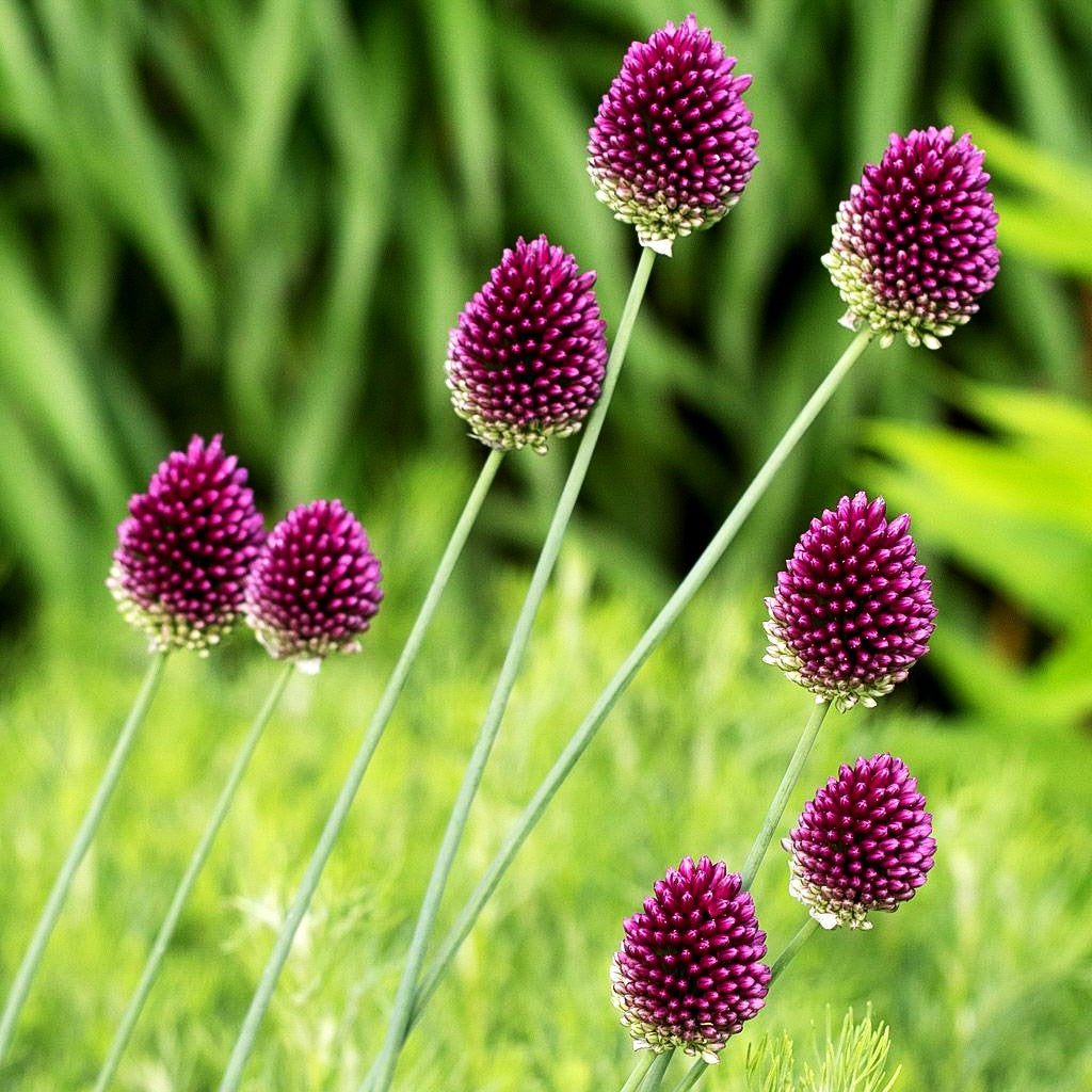 Kugelkopfiger Lauch (Allium sphaerocephalon)