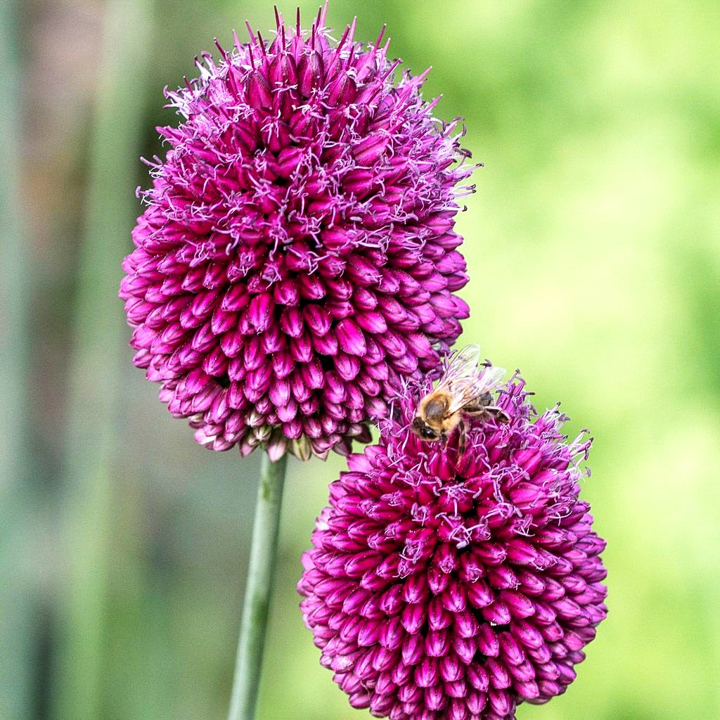 Kugelkopfiger Lauch (Allium sphaerocephalon)