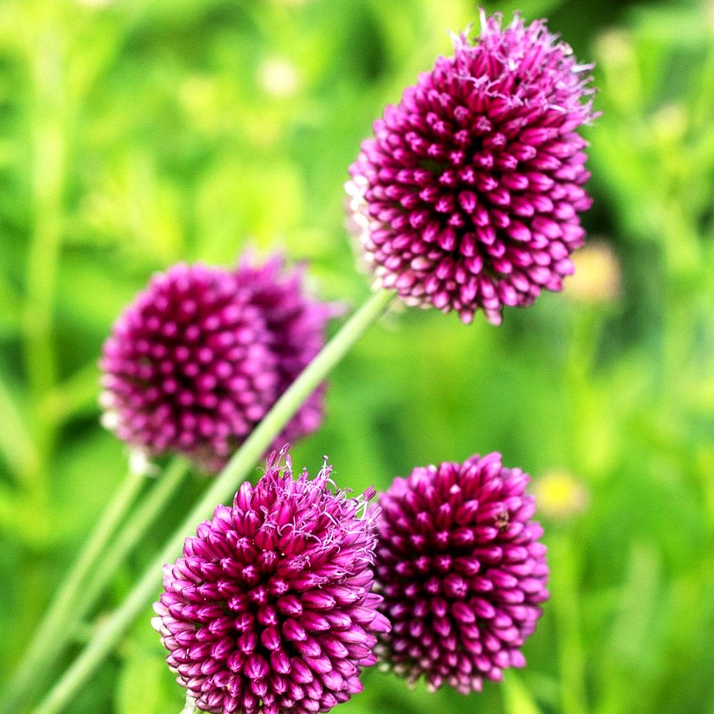 Kugelkopfiger Lauch (Allium sphaerocephalon)