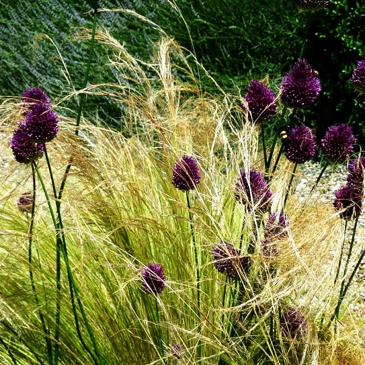 Kugelkopfiger Lauch (Allium sphaerocephalon)