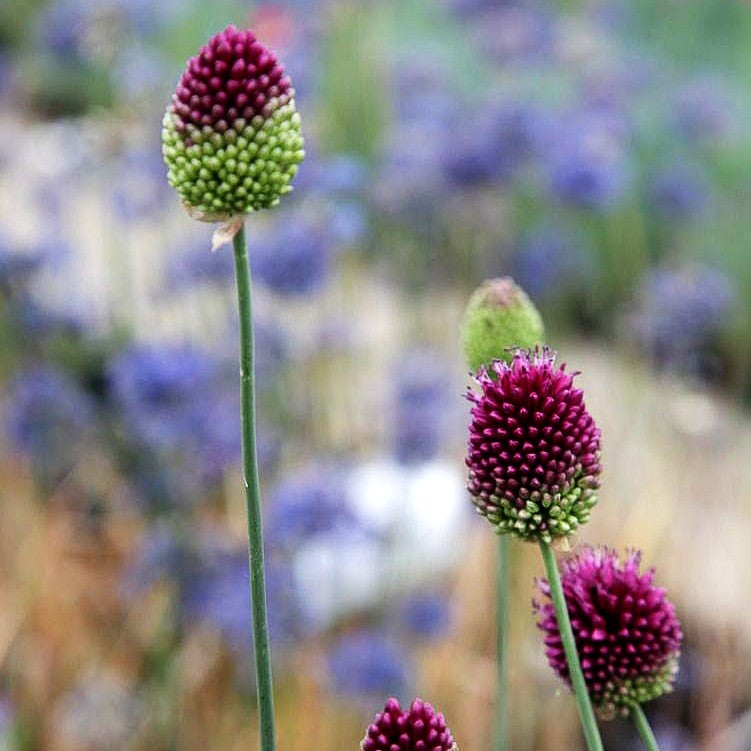 Kugelkopfiger Lauch (Allium sphaerocephalon)