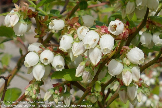 Kulturheidelbeere 'Bluecrop' (Vaccinium corymb.)