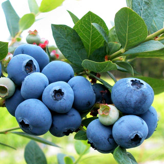 Kulturheidelbeere 'Bluecrop' (Vaccinium corymb.)