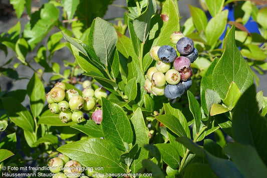 Kulturheidelbeere 'Goldtraube' (Vaccinium corymb.)