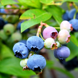 Kulturheidelbeere 'Goldtraube' (Vaccinium corymb.)