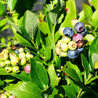 Kulturheidelbeere 'Goldtraube' (Vaccinium corymb.)