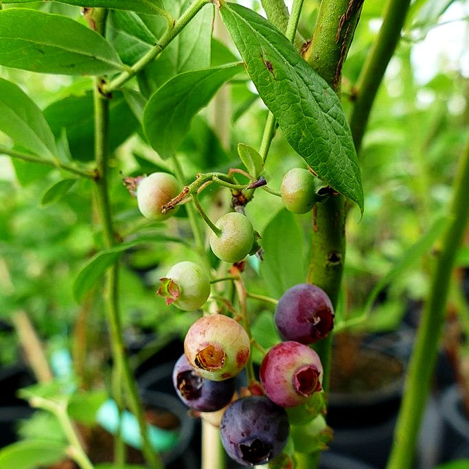 Kulturheidelbeere 'Goldtraube' (Vaccinium corymb.)