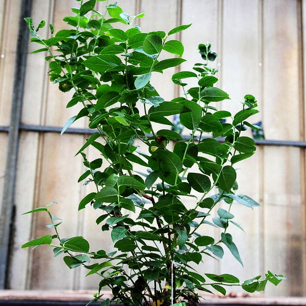 Kulturheidelbeere 'Polaris' (Vaccinium corymb.)