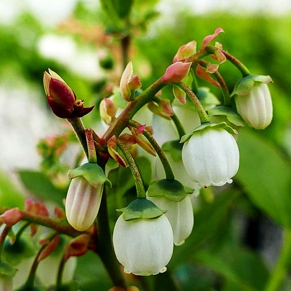 Kulturheidelbeere 'Reka' (Vaccinium corymb.)