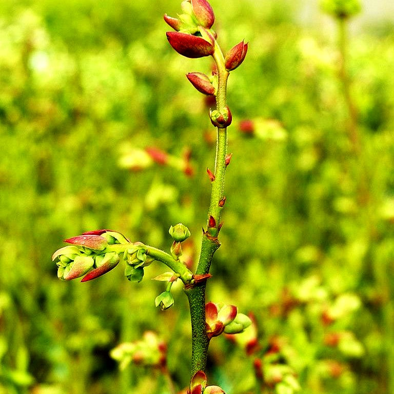 Kulturheidelbeere 'Reka' (Vaccinium corymb.)
