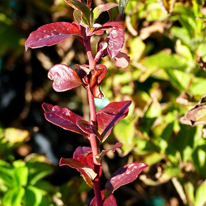 Kulturheidelbeere 'Reka' (Vaccinium corymb.)