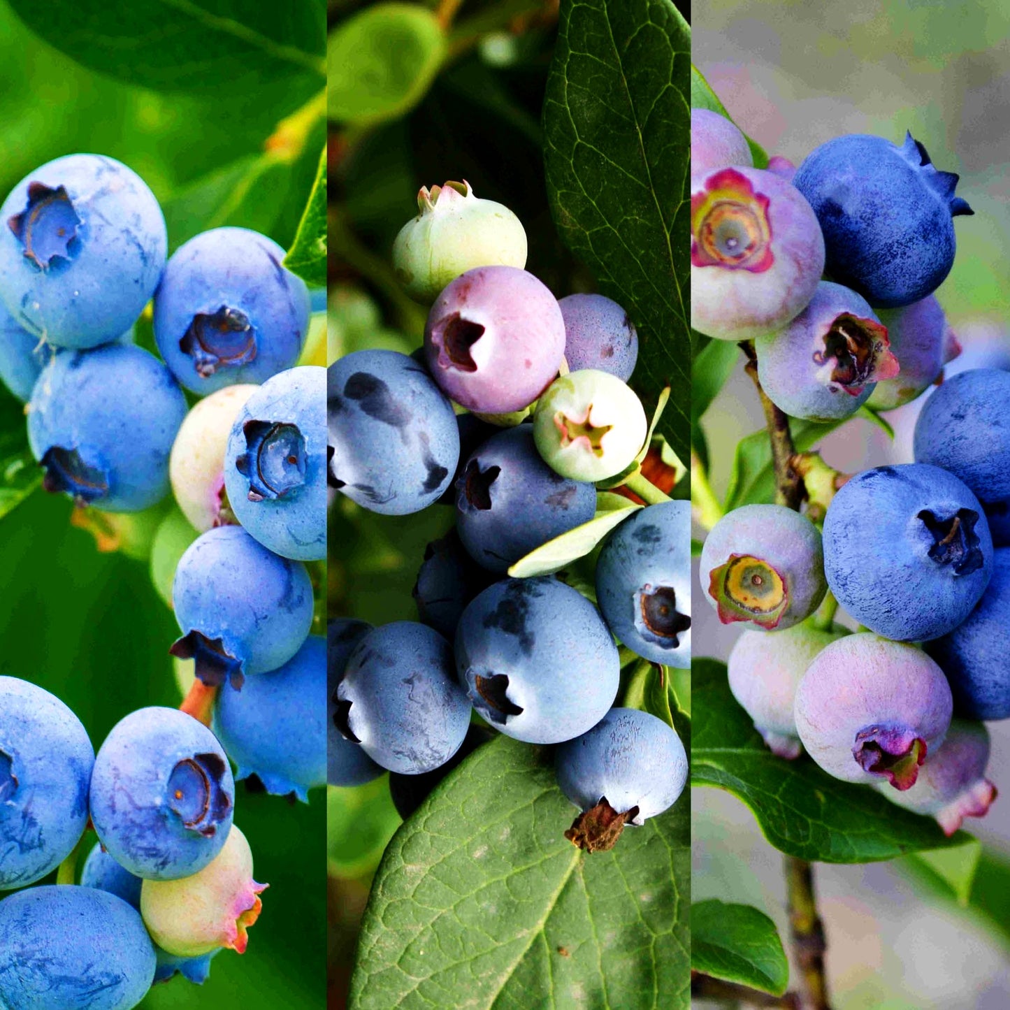Kulturheidelbeere (Vaccinium corymbosum , großfrüchtig)
