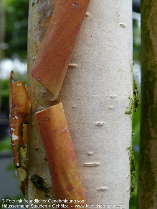 Kupfer-Birke 'Fascination' (Betula albosinensis)