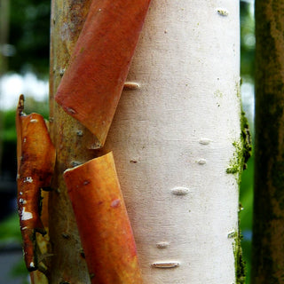 Kupfer-Birke 'Fascination' (Betula albosinensis)