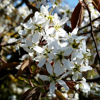 Kupfer-Felsenbirne (Amelanchier lamarckii)