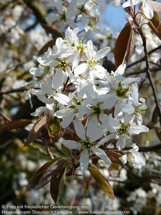 Kupfer-Felsenbirne (Amelanchier lamarckii)