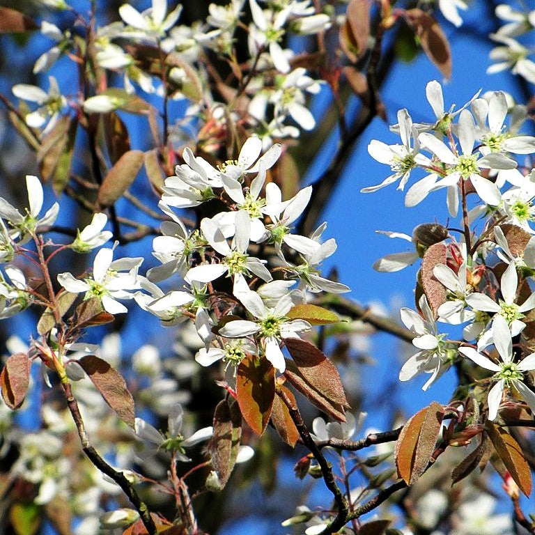 Kupfer-Felsenbirne (Amelanchier lamarckii)