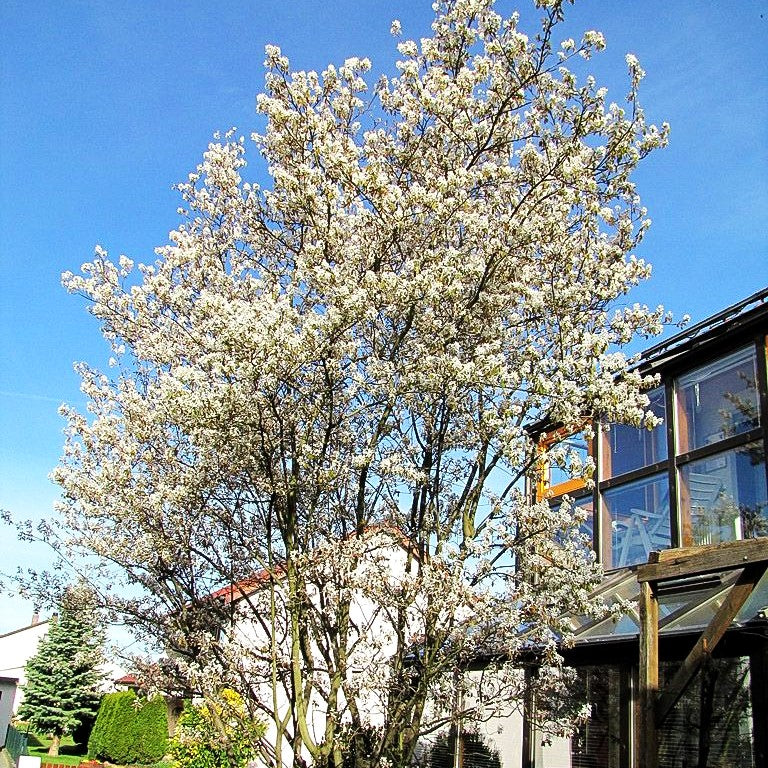 Kupfer-Felsenbirne (Amelanchier lamarckii)