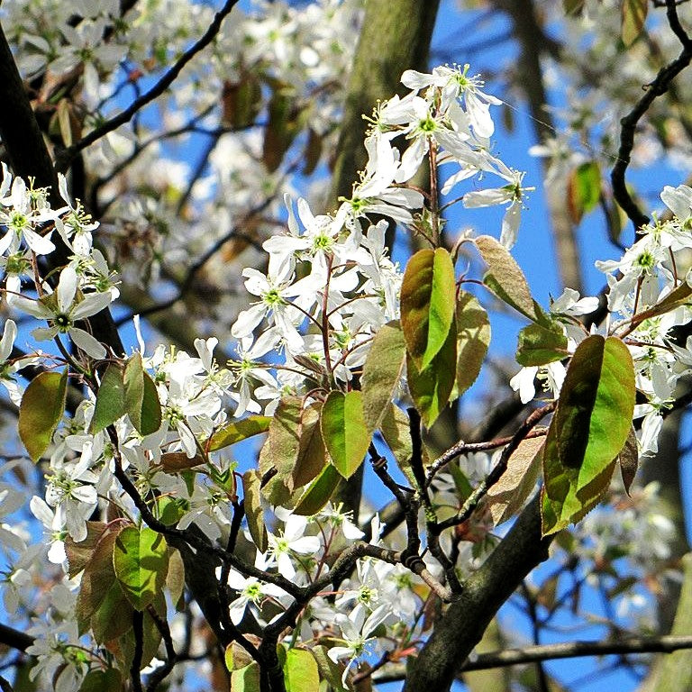 Kupfer-Felsenbirne (Amelanchier lamarckii)