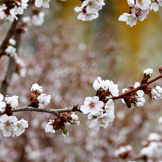 Kurilen-Kirsche 'Brilliant' (Prunus kurilensis)