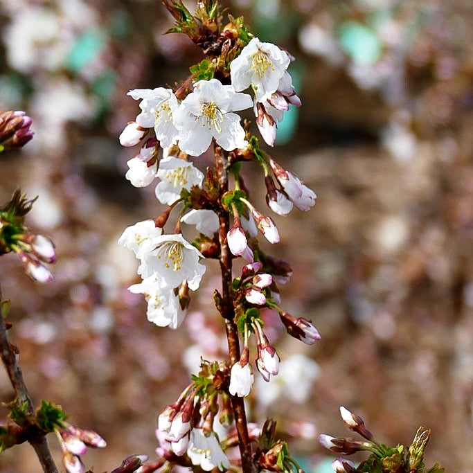 Kurilen-Kirsche 'Brilliant' (Prunus kurilensis)