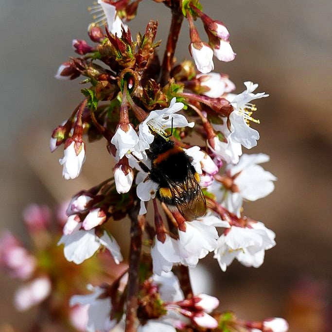 Kurilen-Kirsche 'Brilliant' (Prunus kurilensis)