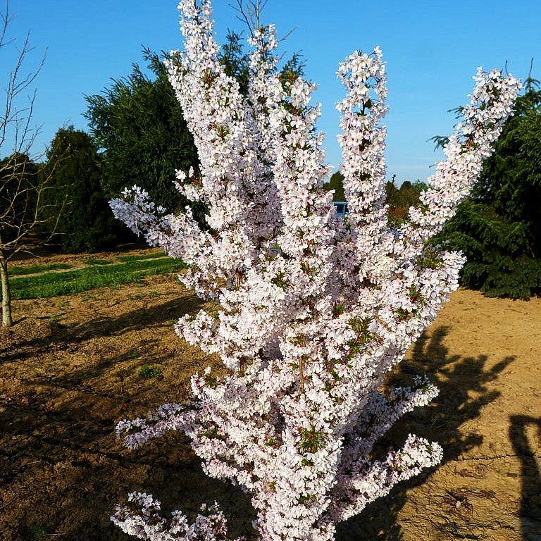 Kurilen-Kirsche 'Brilliant' (Prunus kurilensis)