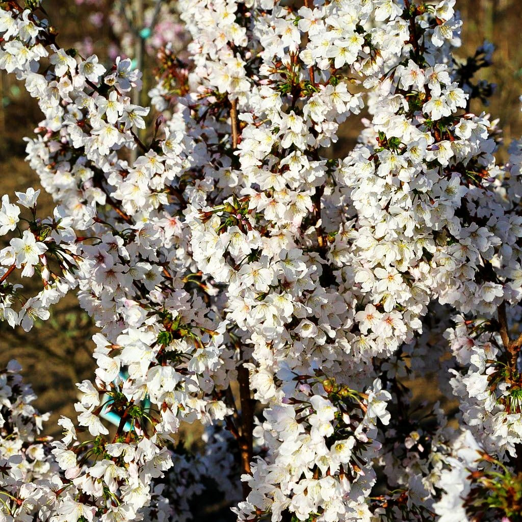 Kurilen-Kirsche 'Brilliant' (Prunus kurilensis)