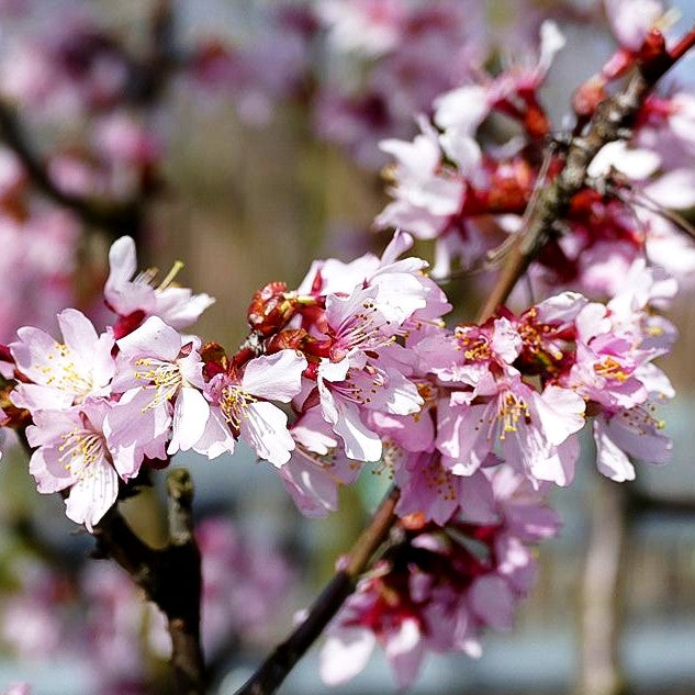 Kurilen-Kirsche 'Ruby' (Prunus kurilensis)
