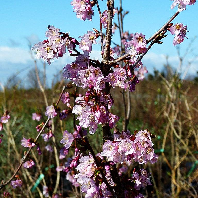 Kurilen-Kirsche 'Ruby' (Prunus kurilensis)