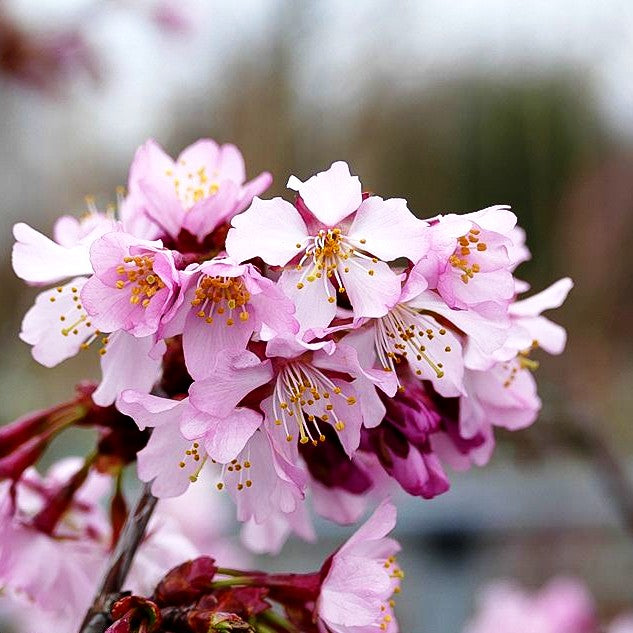 Kurilen-Kirsche 'Ruby' (Prunus kurilensis)