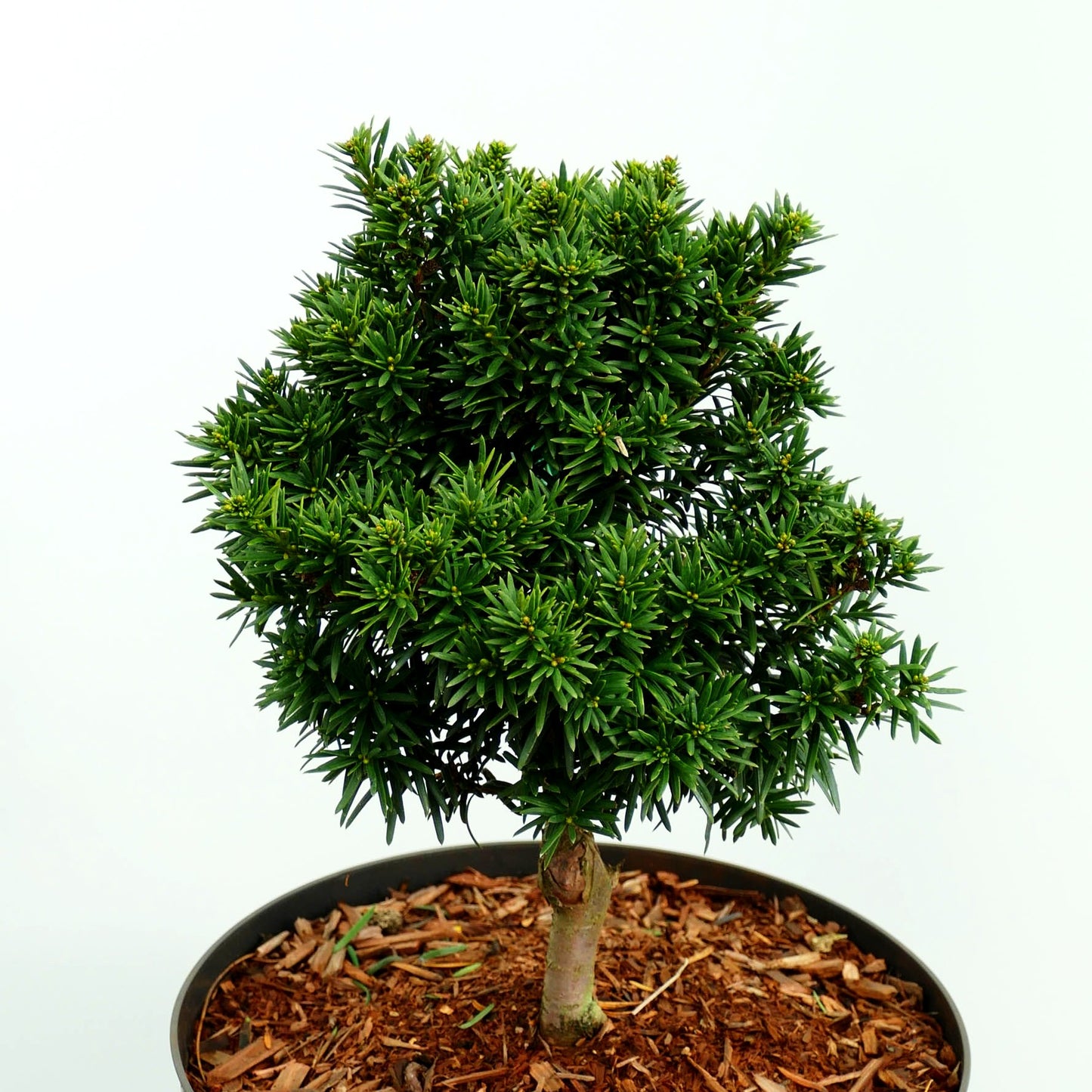 Kurznadelige Zwerg-Eibe 'Green Diamond' (Taxus baccata)