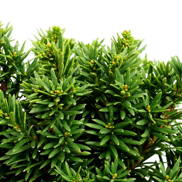 Kurznadelige Zwerg-Eibe 'Green Diamond' (Taxus baccata)